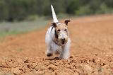 FOX TERRIER 287